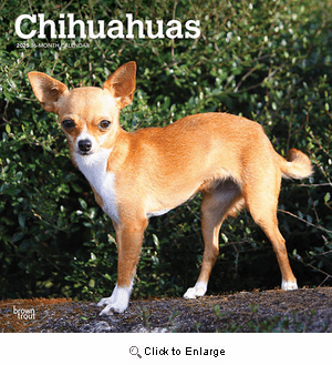 2025 Chihuahuas Calendar