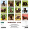 Chocolate Lab Puppies Calendar
