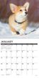 2025 Corgi Puppies Calendar