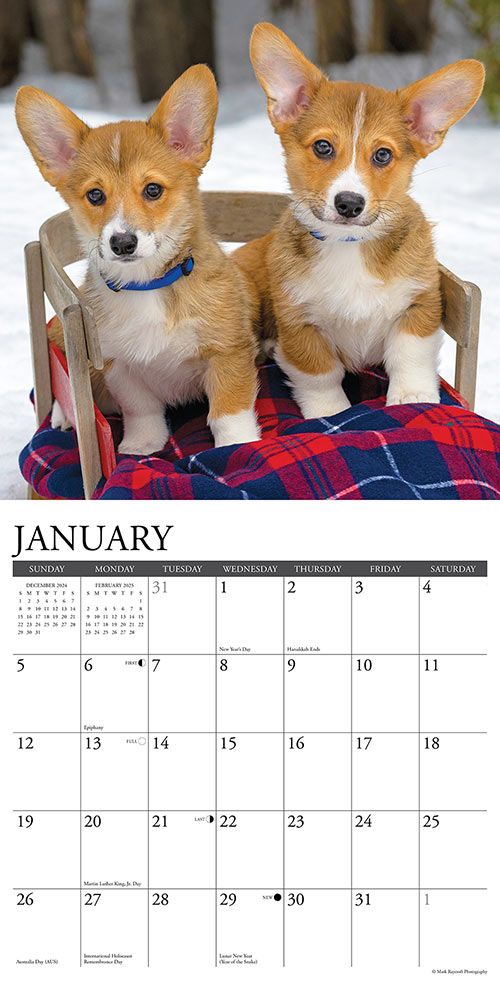 Corgis Calendar 2025 Willow