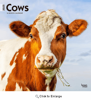 2025 Cows Calendar