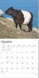 2025 Cows Calendar