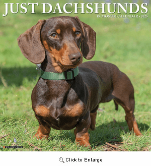 2025 Dachshunds Calendar Willow Creek