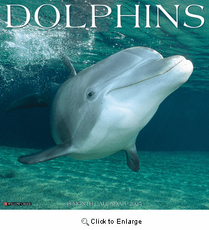 2025 Dolphins Calendar Willow Creek