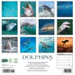 2025 Dolphins Calendar Willow Creek