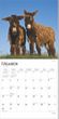 2025 Donkey Calendar