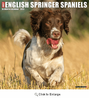 2025 English Springer Spaniels Calendar Will Creek Press