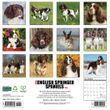 2025 English Springer Spaniels Calendar Will Creek Press