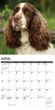 2025 English Springer Spaniels Calendar Will Creek Press