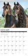 2025 Friesians Calendar Willow Creek