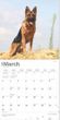 2025 German Shepherds Calendar