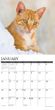 2025 Ginger Cats Calendar Willow Creek
