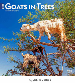 2025 Goats in Trees Calendar