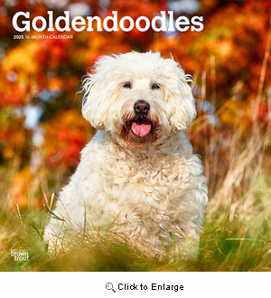 2025 Goldendoodle Calendar Brown Trout