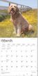 2025 Goldendoodle Calendar Brown Trout