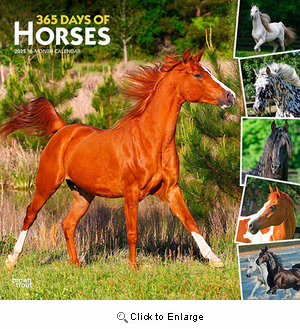 2025 Horses, 365 Days of Calendar