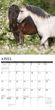 2025 Horses Calendar Willow Creek