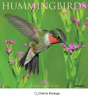 2025 Hummingbirds Calendar Willow Creek