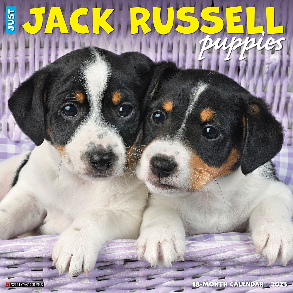 2025 Jack Russell Puppies Calendar Willow Creek
