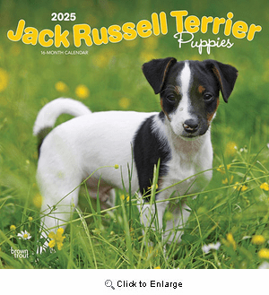 Puppy Jack Russell Facebook Terrier Puppies For Star Valley Jack Russells Top Jack Terrier