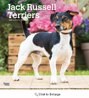 2025 Jack Russell Terriers Calendar