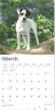 2025 Jack Russell Terriers Calendar