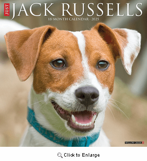 2025 Jack Russells Calendar Willow Creek