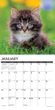 2025 Kittens Calendar Willow Creek