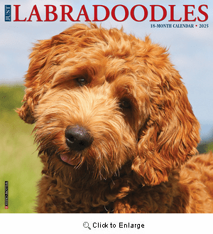 2025 Labradoodles Calendar