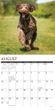 2025 Labradoodles Calendar