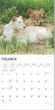 2025 Lions Calendar