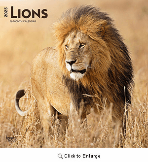 2025 Lions Calendar