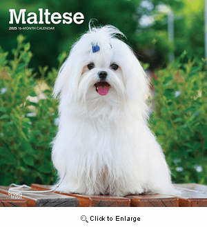 2025 Maltese Calendar