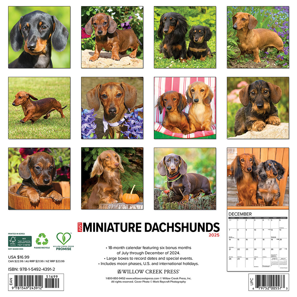 Miniature Dachshunds Calendar 2025 Willow Creek Animalden Com 2025 Miniature Dachshunds Calendar Willow Creek 13