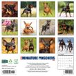2025 Miniature Pinscher Calendar Willow Creek