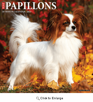2025 Papillons Calendar Willow Creek