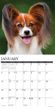 2025 Papillons Calendar Willow Creek