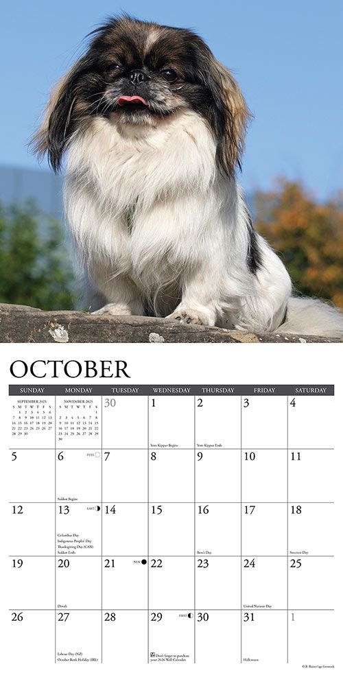 Pekingese Calendar 2025 Willow