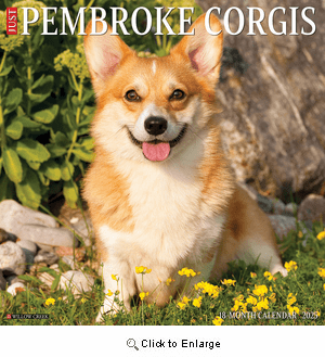 2025 Pembroke Corgis Calendar Willow Creek Press