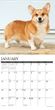 2025 Pembroke Corgis Calendar Willow Creek Press