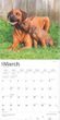 2025 Rhodesian Ridgebacks Calendar
