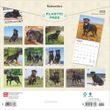 2025 Rottweilers Calendar