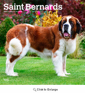 2025 Saint Bernards Calendar