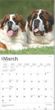 2025 Saint Bernards Calendar