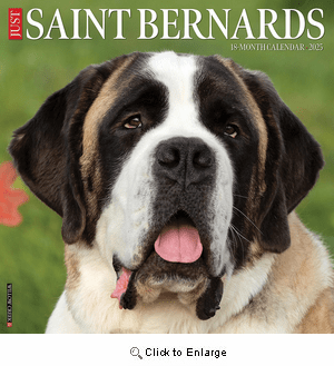 2025 Saint Bernards Calendar Willow Creek
