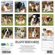 2025 Saint Bernards Calendar Willow Creek