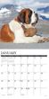 2025 Saint Bernards Calendar Willow Creek