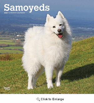 2025 Samoyeds Calendar