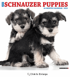 2025 Schnauzer Puppies Calendar Willow Creek Press