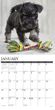 2025 Schnauzer Puppies Calendar Willow Creek Press